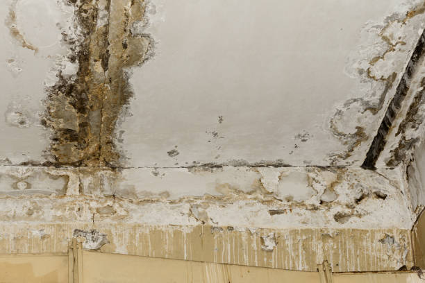 Best Mold Removal for HVAC Installations  in Guernsey, WY