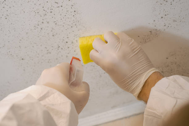 Best Mold Odor Removal Services  in Guernsey, WY
